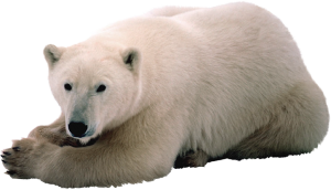 Polar white bear PNG-23520